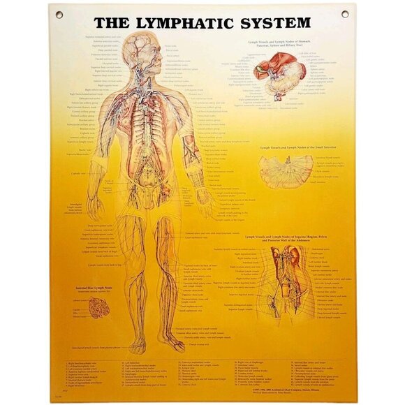 2000 Lymphatic System Anatomical Chart Laminated Poster Medical Hospital GstRm - Picture 1 of 2